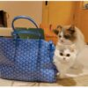 Goyard Chien Gris Pet Carrier Tote Coated Canvas bag blue