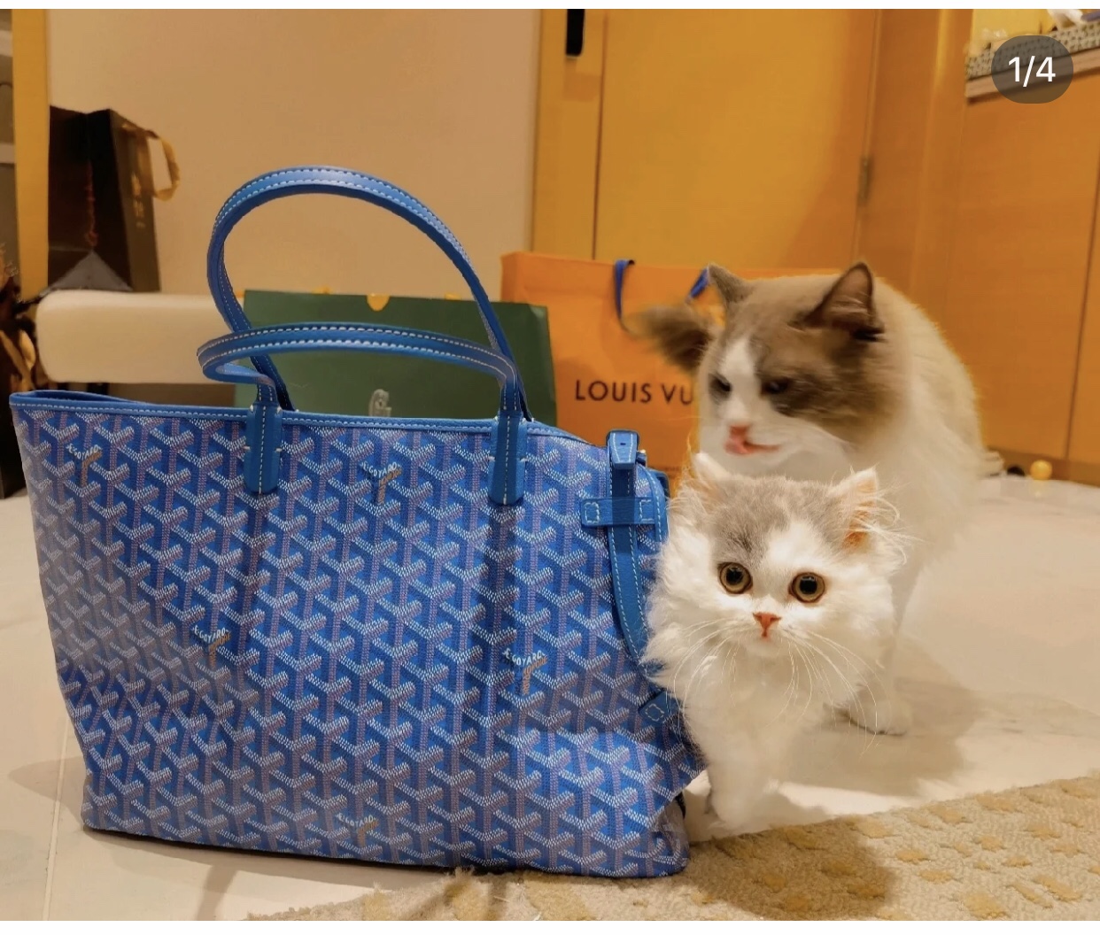 Goyard Chien Gris Pet Carrier Tote Coated Canvas bag blue