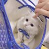 Goyard Chien Gris Pet Carrier Tote Coated Canvas bag blue